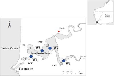Seed bank dynamics and quality in the seagrass Halophila ovalis along estuarine salinity gradients—a case in the Swan-Canning Estuary